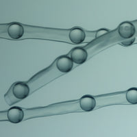 Longevity & Cancer Risk